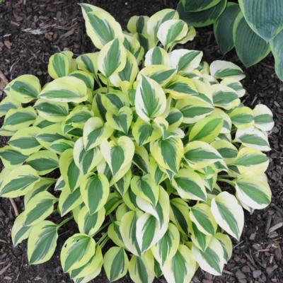 Hosta 'Grand Prize'